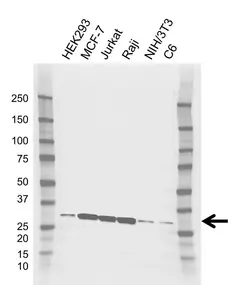 Anti PSME1 Antibody, clone AB02/4C4 (PrecisionAb Monoclonal Antibody) gallery image 1
