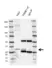 Anti PSME1 Antibody, clone AB02/4C4 (PrecisionAb Monoclonal Antibody) thumbnail image 2