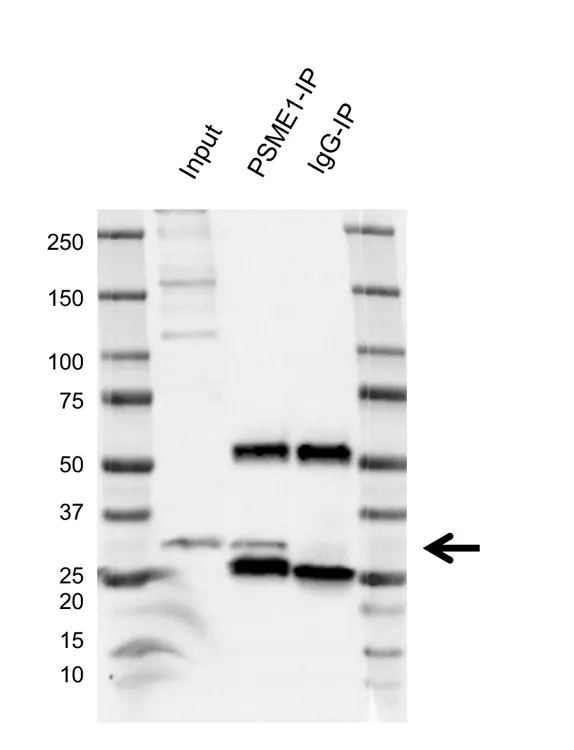 Anti PSME1 Antibody, clone AB02/4C4 (PrecisionAb Monoclonal Antibody) gallery image 2