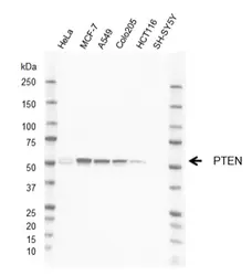 Anti PTEN Antibody, clone AbD38831eg (PrecisionAb Monoclonal Antibody) gallery image 1