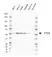 Anti PTEN Antibody, clone AbD38831eg (PrecisionAb Monoclonal Antibody) thumbnail image 1