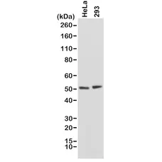 Anti PTEN Tumor Suppressor Protein Antibody, clone RM265 gallery image 1