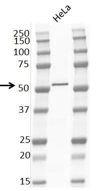 Anti PTEN Tumor Suppressor Protein Antibody, clone RM265 gallery image 2