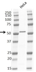 Anti PTEN Tumor Suppressor Protein Antibody, clone RM265 thumbnail image 2