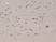 Anti PTEN Tumor Suppressor Protein Antibody, clone RM265 thumbnail image 3
