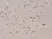 Anti PTEN Tumor Suppressor Protein Antibody, clone RM265 thumbnail image 3