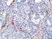 Anti PTEN Tumor Suppressor Protein Antibody, clone RM265 thumbnail image 4