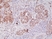 Anti PTEN Tumor Suppressor Protein Antibody, clone RM265 thumbnail image 5