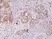 Anti PTEN Tumor Suppressor Protein Antibody, clone RM265 thumbnail image 5