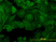 Anti Human PTK7 Antibody, clone 4C6 thumbnail image 1