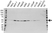 Anti PTPN1 Antibody, clone OTI1B4 (PrecisionAb Monoclonal Antibody) thumbnail image 3