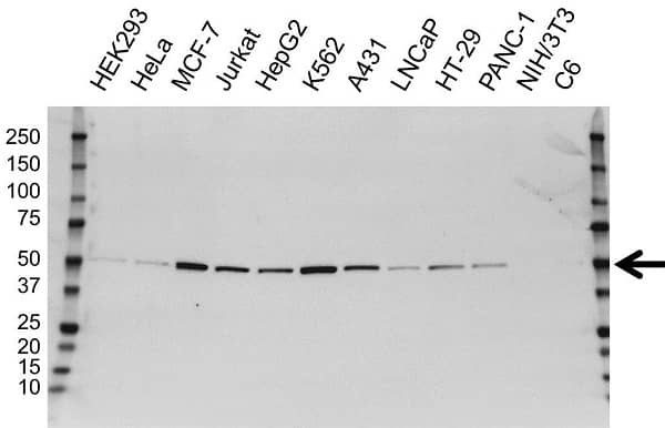 Anti PTPN1 Antibody, clone OTI1B4 (PrecisionAb Monoclonal Antibody) gallery image 3