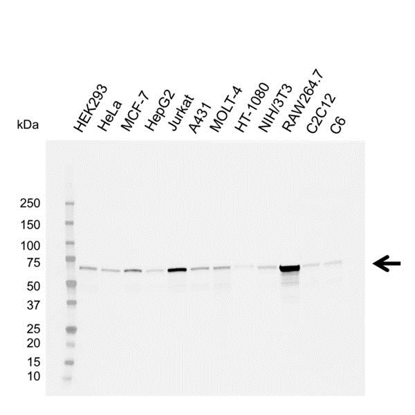 Anti PTPN11/6 Antibody, clone CD01-3E11 (PrecisionAb Monoclonal Antibody) gallery image 2
