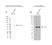 Anti PTPN11/6 Antibody, clone CD01-3E11 (PrecisionAb Monoclonal Antibody) thumbnail image 3