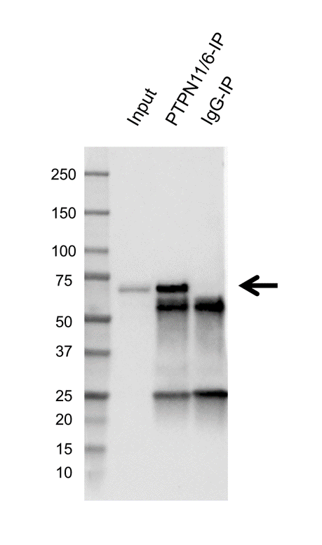 Anti PTPN11/6 Antibody, clone CD01-3E11 (PrecisionAb Monoclonal Antibody) gallery image 5