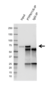 Anti PTPN11/6 Antibody, clone CD01-3E11 (PrecisionAb Monoclonal Antibody) thumbnail image 5