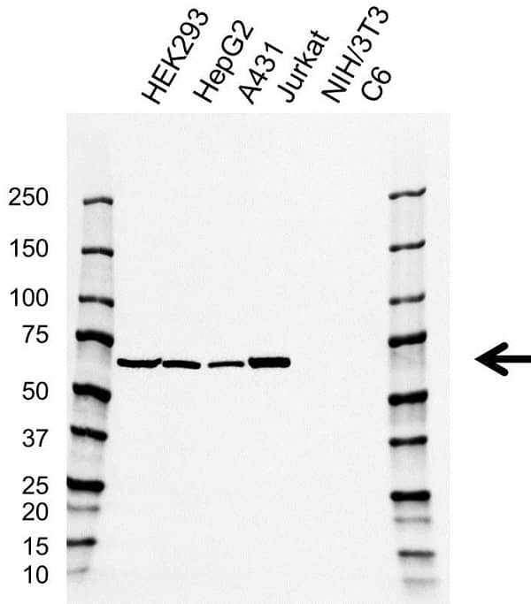 Anti PTPN6 Antibody, clone AB01/4C6-1 (PrecisionAb Monoclonal Antibody) gallery image 1