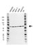 Anti Pyruvate Kinase Pkm Antibody (PrecisionAb Monoclonal Antibody) thumbnail image 1