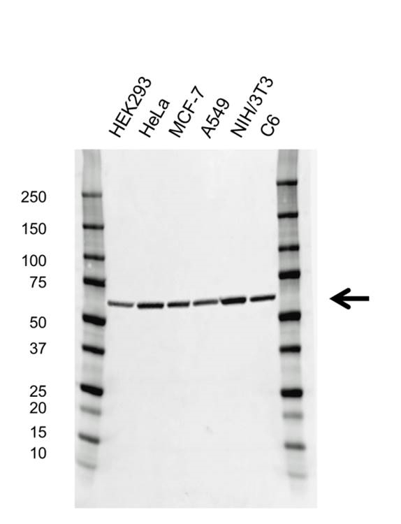Anti Pyruvate Kinase Pkm Antibody (PrecisionAb Monoclonal Antibody) gallery image 1