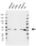 Anti Qki Antibody, clone CD01/1C3 (PrecisionAb Monoclonal Antibody) thumbnail image 1