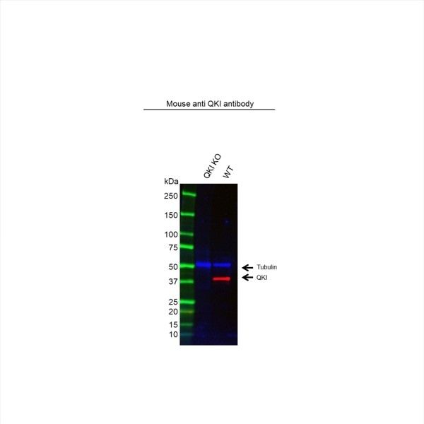 Anti Qki Antibody, clone CD01/1C3 (PrecisionAb Monoclonal Antibody) gallery image 2