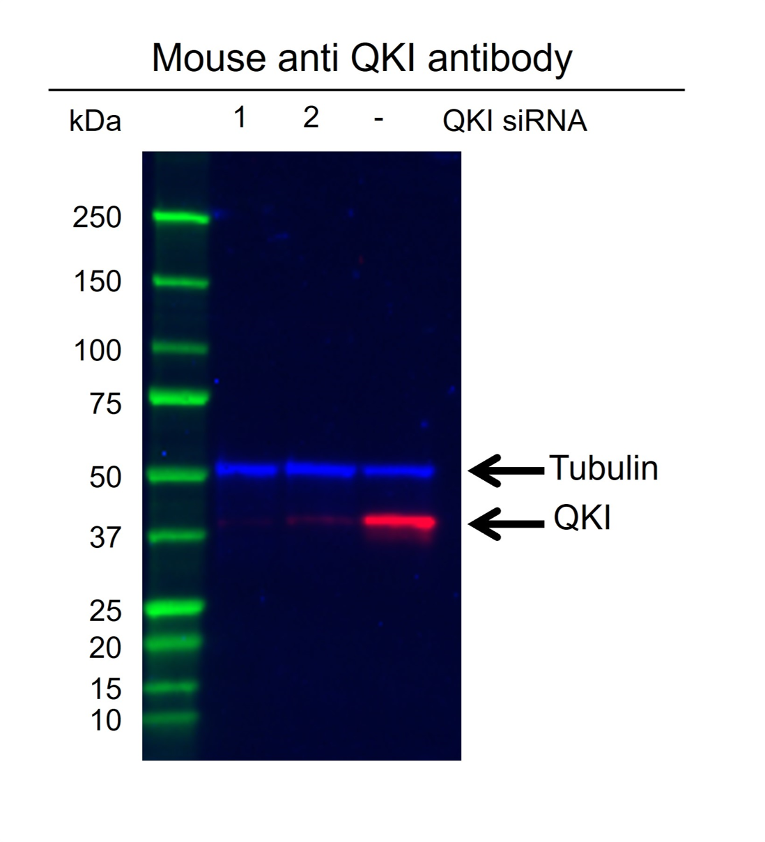 Anti Qki Antibody, clone CD01/1C3 (PrecisionAb Monoclonal Antibody) gallery image 4