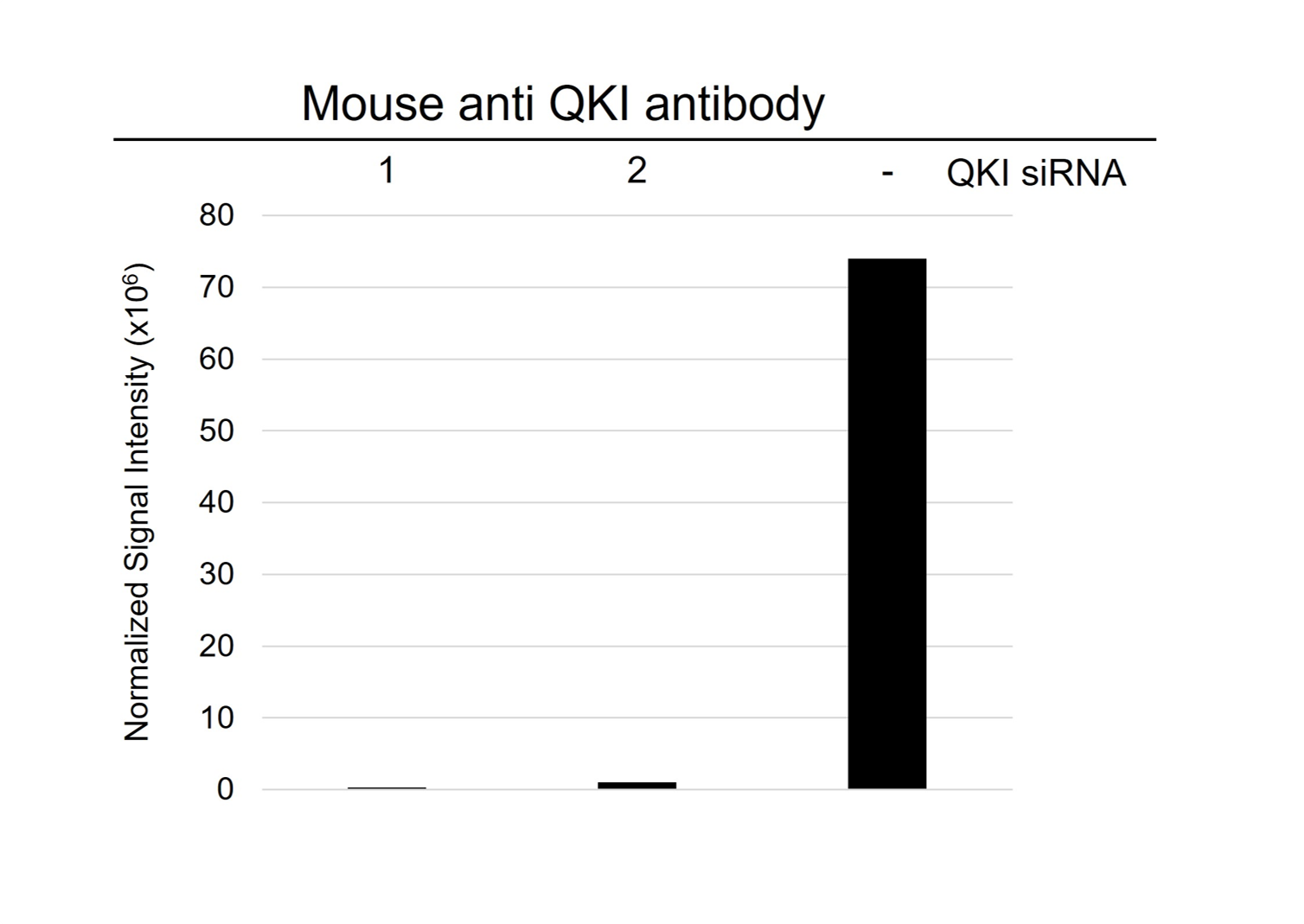 Anti Qki Antibody, clone CD01/1C3 (PrecisionAb Monoclonal Antibody) gallery image 5