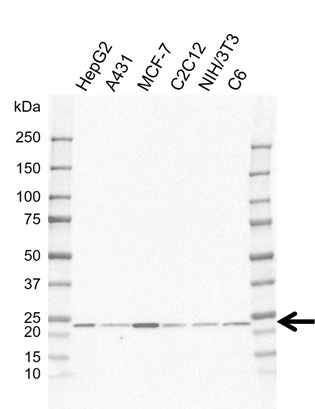 Anti RAB1A Antibody, clone EF02/1D7 (PrecisionAb Monoclonal Antibody) gallery image 1