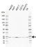 Anti RAB1A Antibody, clone EF02/1D7 (PrecisionAb Monoclonal Antibody) thumbnail image 1