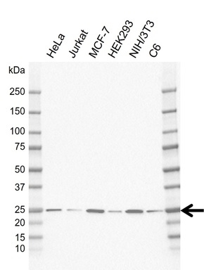 Anti RAB5A Antibody, clone rCD01-2G10 (PrecisionAb Monoclonal Antibody) gallery image 1