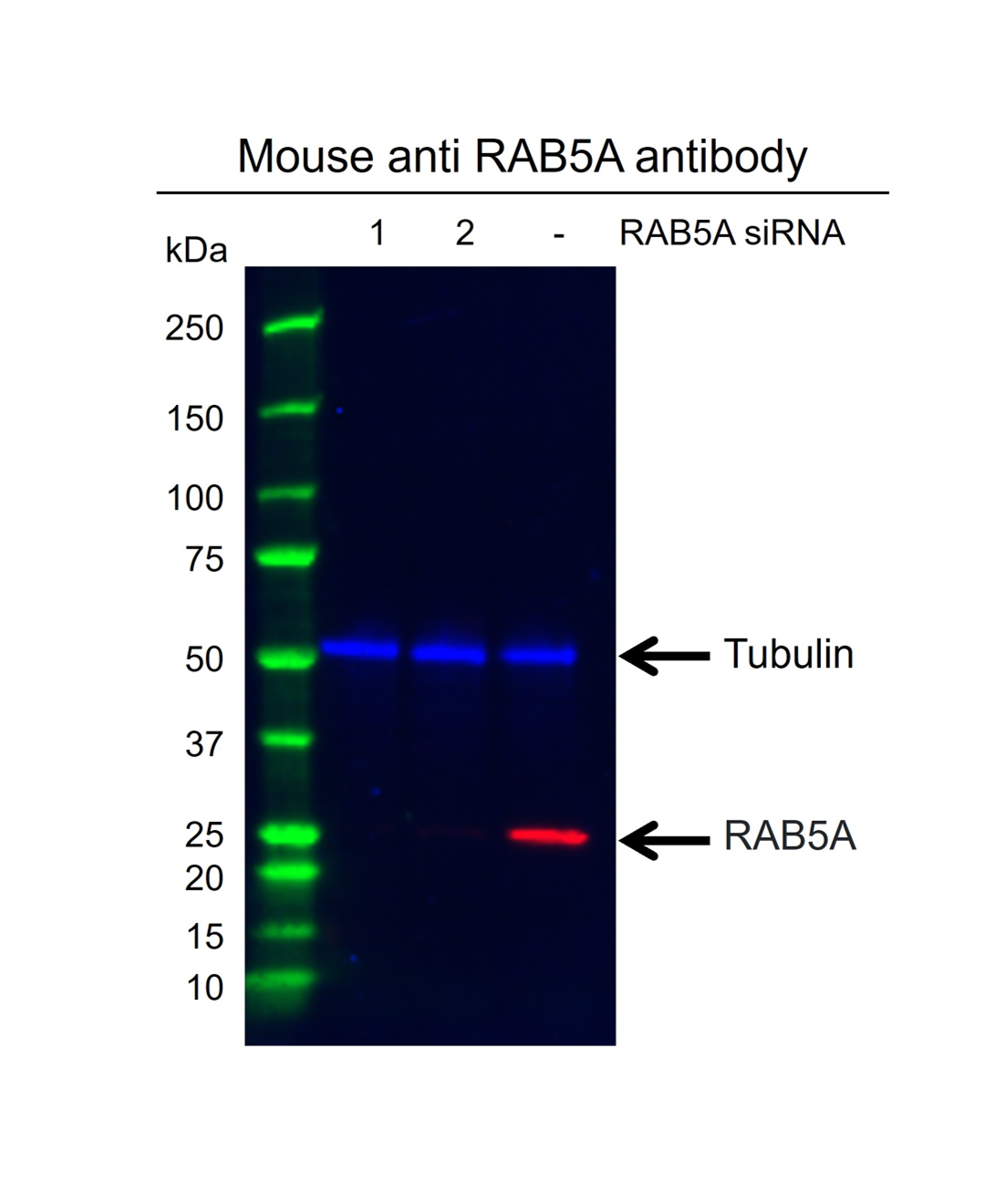 Anti RAB5A Antibody, clone rCD01-2G10 (PrecisionAb Monoclonal Antibody) gallery image 2