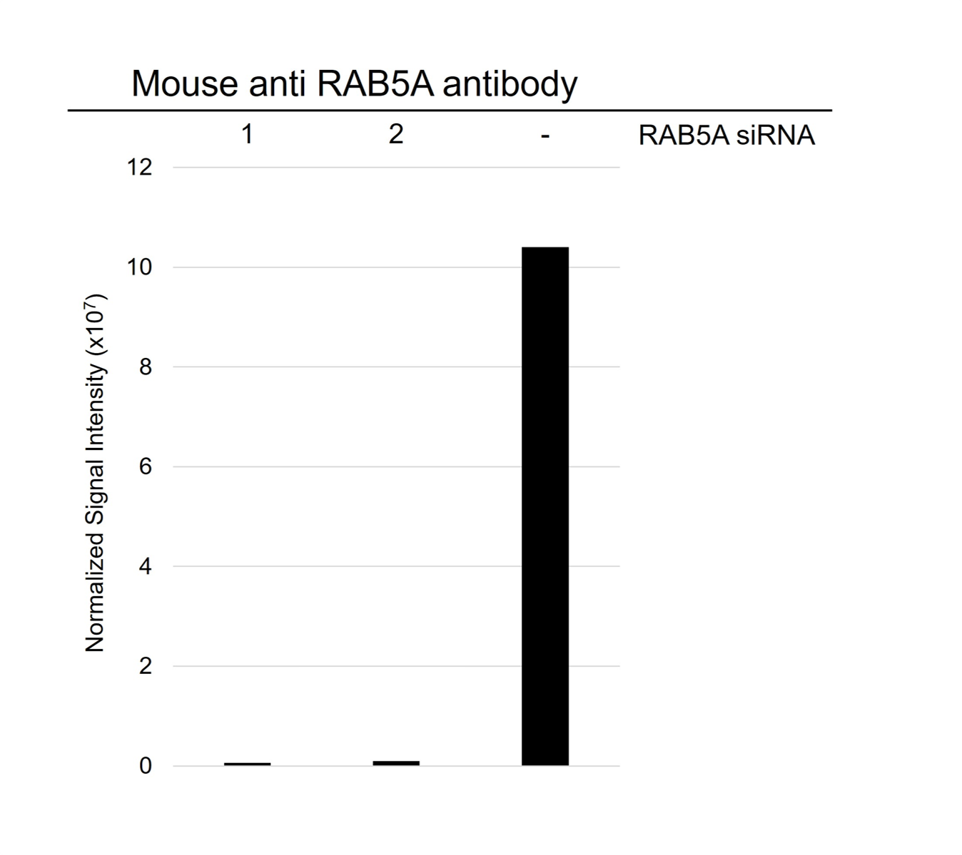 Anti RAB5A Antibody, clone rCD01-2G10 (PrecisionAb Monoclonal Antibody) gallery image 3