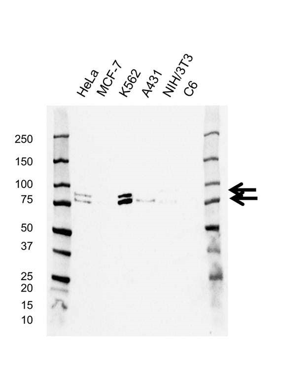 Anti RAD18 Antibody, clone AB02/3C6 (PrecisionAb Monoclonal Antibody) gallery image 1