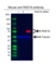 Anti RAD18 Antibody, clone AB02/3C6 (PrecisionAb Monoclonal Antibody) thumbnail image 2