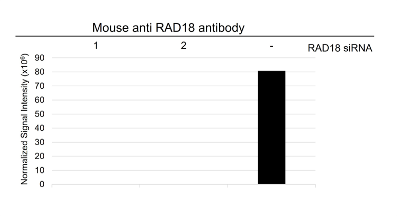 Anti RAD18 Antibody, clone AB02/3C6 (PrecisionAb Monoclonal Antibody) gallery image 3