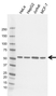 Anti RAD23A Antibody, clone CD01/2B1 (PrecisionAb Monoclonal Antibody) thumbnail image 1