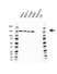 Anti RAD50 Antibody, clone AB01/1A7 (PrecisionAb Monoclonal Antibody) thumbnail image 1
