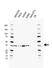 Anti RAD51 Antibody, clone AB02/1A3 (PrecisionAb Monoclonal Antibody) thumbnail image 1