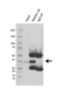 Anti RAD51 Antibody, clone AB02/1A3 (PrecisionAb Monoclonal Antibody) thumbnail image 2