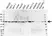 Anti RAF-1 Antibody, clone 4G4 (PrecisionAb Monoclonal Antibody) thumbnail image 1