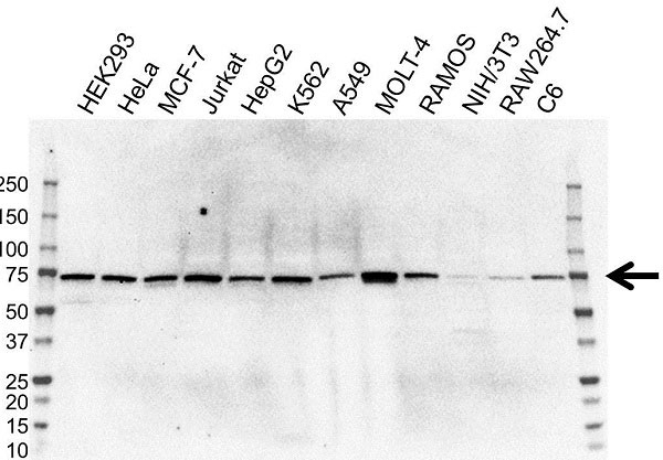 Anti RAF-1 Antibody, clone 4G4 (PrecisionAb Monoclonal Antibody) gallery image 1