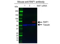 Anti RAF-1 Antibody, clone 4G4 (PrecisionAb Monoclonal Antibody) gallery image 2