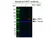 Anti RAF-1 Antibody, clone 4G4 (PrecisionAb Monoclonal Antibody) thumbnail image 2