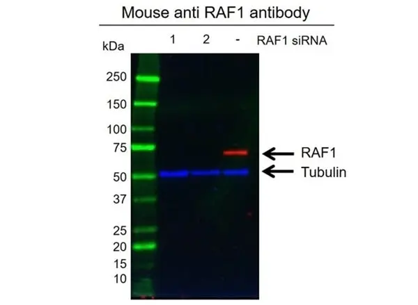 Anti RAF-1 Antibody, clone 4G4 (PrecisionAb Monoclonal Antibody) gallery image 2