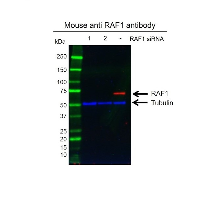Anti RAF-1 Antibody, clone 4G4 (PrecisionAb Monoclonal Antibody) gallery image 2