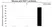 Anti RAF-1 Antibody, clone 4G4 (PrecisionAb Monoclonal Antibody) thumbnail image 3