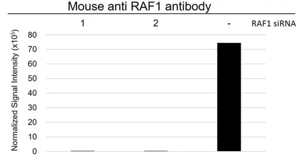 Anti RAF-1 Antibody, clone 4G4 (PrecisionAb Monoclonal Antibody) gallery image 3