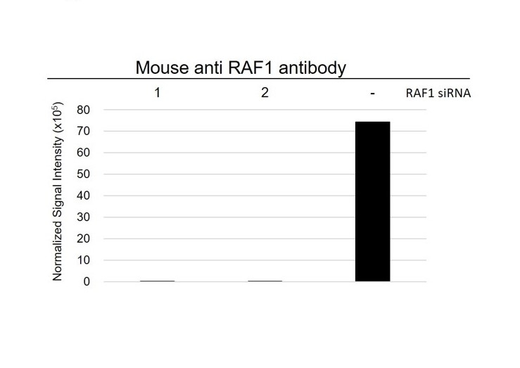 Anti RAF-1 Antibody, clone 4G4 (PrecisionAb Monoclonal Antibody) gallery image 3