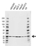Anti Rala Antibody, clone AB01/3E3 (PrecisionAb Monoclonal Antibody) thumbnail image 1