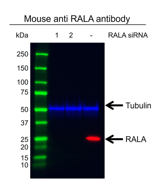 Anti Rala Antibody, clone AB01/3E3 (PrecisionAb Monoclonal Antibody) thumbnail image 2